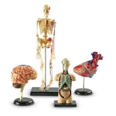 Anatomisæt